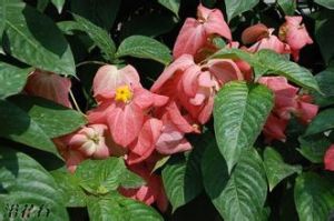 粉萼垂花報春 粉萼垂花報春