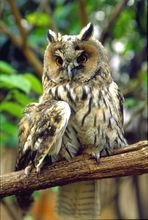 樹枝上的長耳鴞