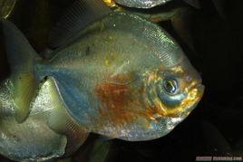 紅勾丁銀板魚 紅勾丁銀板魚