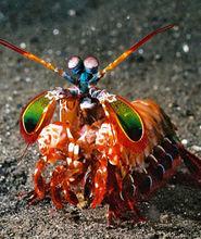 口足目動物圖集