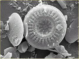 小環藻屬 小環藻屬