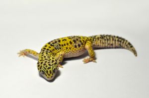 豹紋壁虎