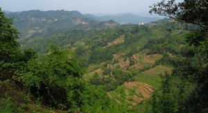 竹鄉農家 竹鄉農家