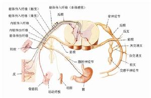 解剖學(脊神經的組成和分布模式)