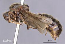 全異盲切葉蟻（雄蟻）的標本圖（來源：Antwiki）