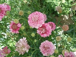 紫菊花草 紫菊花草