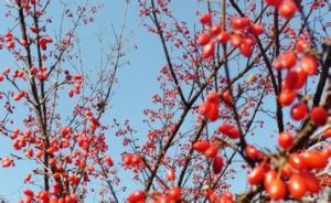 山茱萸