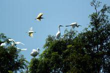 汴河鎮[湖北省荊州市監利縣下轄鎮]