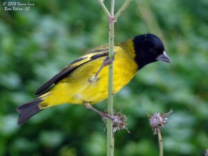冠金翅雀 冠金翅雀