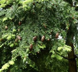 加拿大鐵杉 加拿大鐵杉