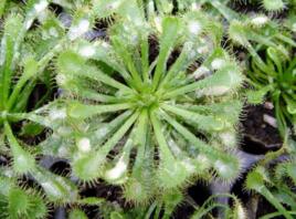 地下明珠 地下明珠