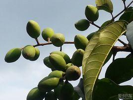 油欖 油欖