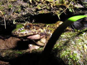 大綠臭蛙 大綠臭蛙