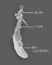 蟬花[《金蟬花》陳祝安等主編]