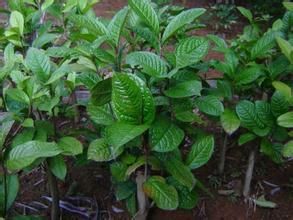 顯脈金花茶 顯脈金花茶