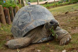亞達伯拉陸龜 亞達伯拉陸龜