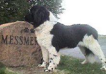 蘭希爾犬 蘭希爾犬