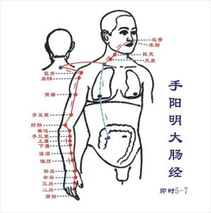 手陽明大腸經 手陽明大腸經