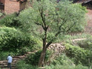 諾鄧七村 諾鄧七村