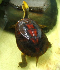 Yellow-headed box turtle