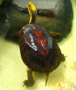 Yellow-headed box turtle