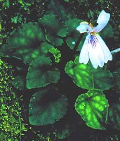 台灣堇菜 台灣堇菜