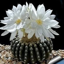 圓盤玉屬 圓盤玉屬