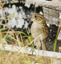 海濱沙鵐 海濱沙鵐