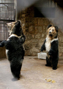 棕熊青藏亞種