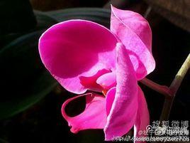 赤棗子·寄語釀花風日好 赤棗子·寄語釀花風日好