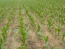 北楊村鄉村 北楊村鄉村