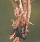 花生冠腐病 花生冠腐病