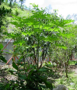 圓錐花序亞系 圓錐花序亞系