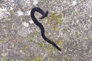 薄背平渦蟲 薄背平渦蟲