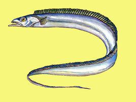 帶魚[硬骨魚綱鱸形目帶魚科動物]