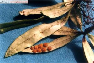 寶華山瓦韋 寶華山瓦韋