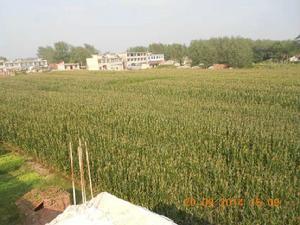 艷陽村邵莊 艷陽村邵莊