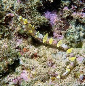 大吻海蠋魚 大吻海蠋魚