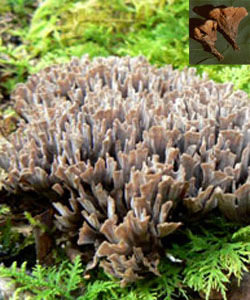 掌狀革菌 掌狀革菌