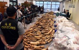 1·17特大象牙走私案 1·17特大象牙走私案
