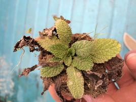 癩蛤蟆棵子 癩蛤蟆棵子