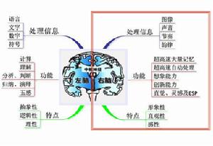 左右腦機能分布圖