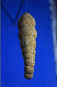 紡錘串房蟲 紡錘串房蟲