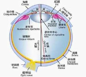 視網膜病變圖示