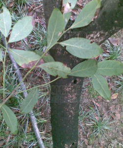 巫山新木姜子 巫山新木姜子