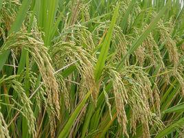 華優廣抗占 華優廣抗占