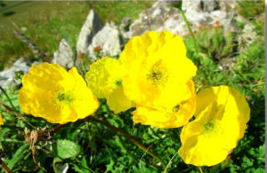 大山香青 大山香青