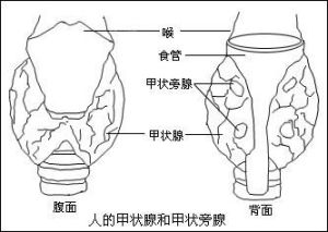 甲狀旁腺功能減退性心肌病 甲狀旁腺功能減退性心肌病