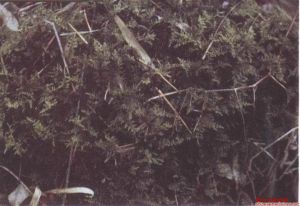 褶葉蘚屬 褶葉蘚屬