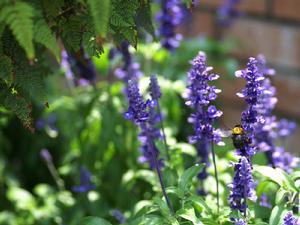 膠質鼠尾草 膠質鼠尾草